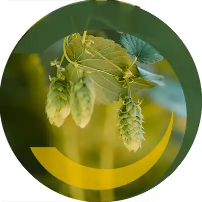 Ihr Partner in Hopfenanbau